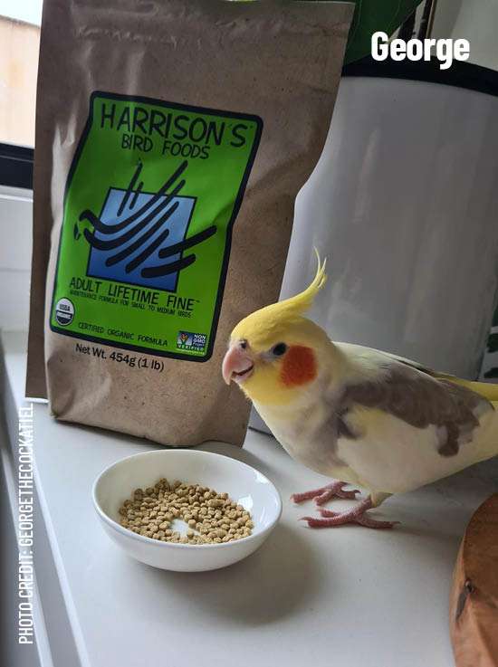 Harrisons parrot food best sale