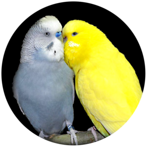 circle birds TwoBudgies