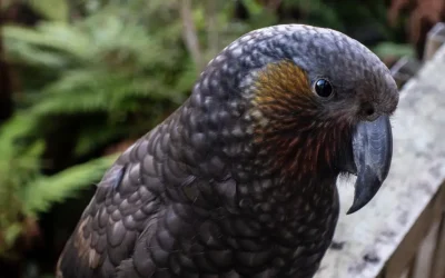 Zealandia Eco-sanctuary Update